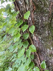 Hydrangea hydrangeoides