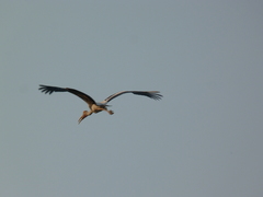 Mycteria leucocephala