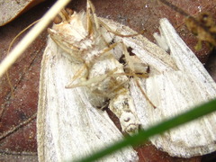 Descoreba simplex