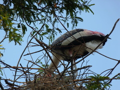 Mycteria leucocephala