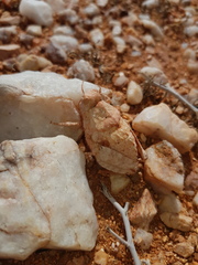 Trachypetrella anderssonii