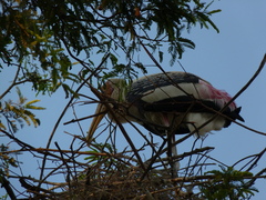 Mycteria leucocephala