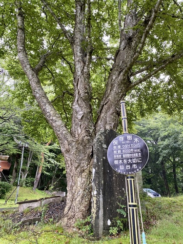 Betula maximowicziana iNat (2)