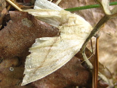 Descoreba simplex