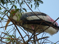 Mycteria leucocephala