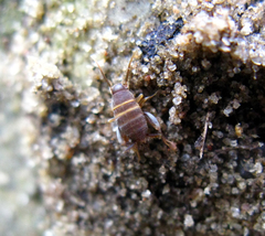 Myrmecophilus acervorum