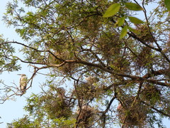 Mycteria leucocephala