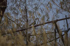 Cincloramphus mathewsi