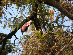 Mycteria leucocephala