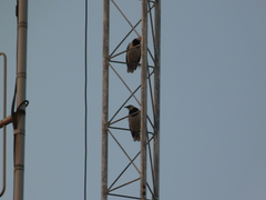 Gracupica nigricollis