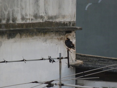 Acridotheres grandis