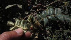 Polylepis quadrijuga