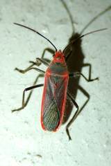 Thunbergia marginata