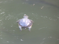 Malayemys macrocephala