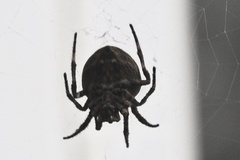 Araneus ventricosus