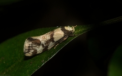 Coesyra hemiphragma