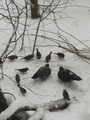 Passer montanus