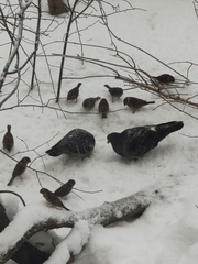 Passer montanus
