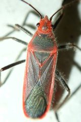 Thunbergia marginata