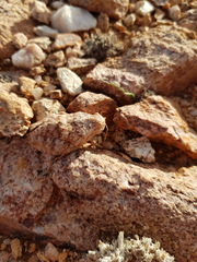 Trachypetrella anderssonii