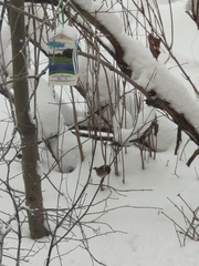 Passer montanus
