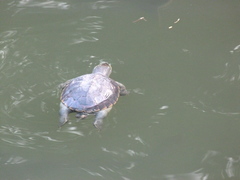 Malayemys macrocephala