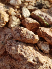 Trachypetrella anderssonii