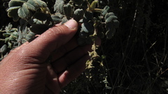 Polylepis quadrijuga