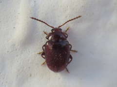 Orestia punctipennis
