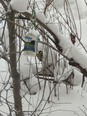 Parus major