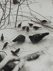 Passer montanus