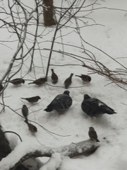 Columba livia domestica