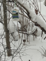 Passer montanus