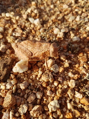 Trachypetrella anderssonii