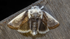 Cryptophasa albacosta