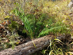 Dryopteris crassirhizoma