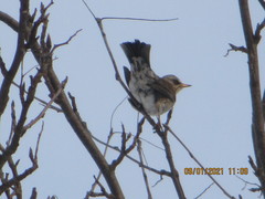 Turdus pilaris