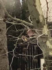 Carduelis carduelis