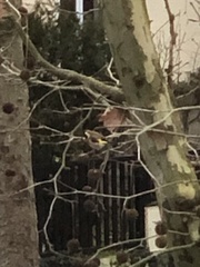 Carduelis carduelis