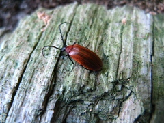 Pseudocistela ceramboides