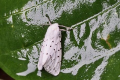 Spilosoma punctaria