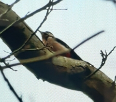 Dendrocopos major