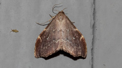 Heterorta plutonis