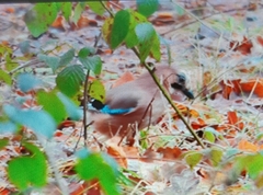 Garrulus glandarius
