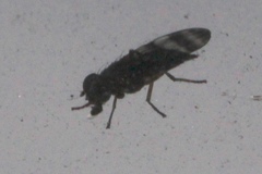 Chaetopsis fulvifrons