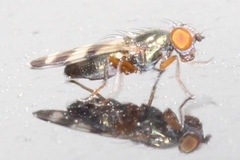 Chaetopsis fulvifrons