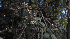 Miconia elaeoides