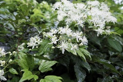 Clematis apiifolia apiifolia