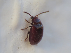 Orestia punctipennis