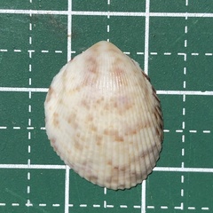 Acrosterigma punctolineatum
